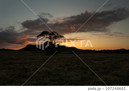 どんぐりの木と夕景 107248681