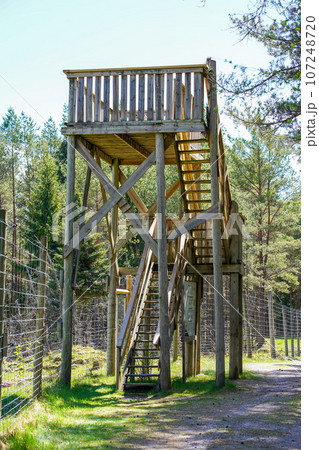 Picture of wooden bird watching tower in the forest Picture of wooden bird watching tower in the forest 107248720