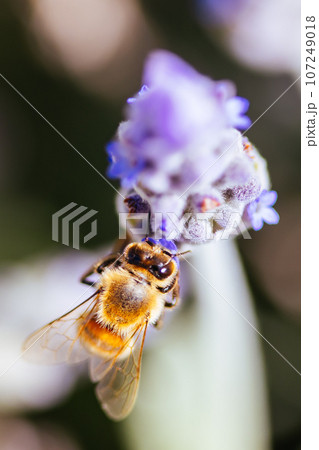 Bee in Lavender in Australia 107249018