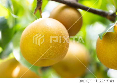 秋の味覚、梨の品種は彩玉 秋の味覚、梨の品種は彩玉 107249184