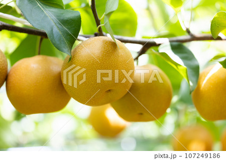 秋の味覚、梨の品種は彩玉 秋の味覚、梨の品種は彩玉 107249186