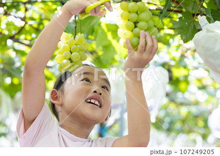 旬のぶどう狩りを楽しむ可愛い子ども 旬のぶどう狩りを楽しむ可愛い子ども 107249205