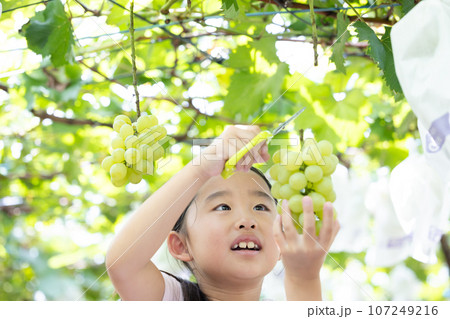 旬のぶどう狩りを楽しむ子ども 107249216