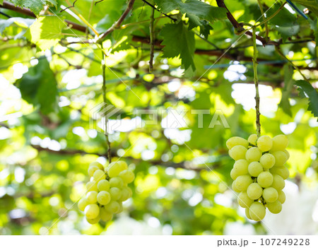 木に実ったシャインマスカット 107249228
