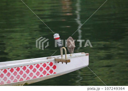 a bird on a boat at hong kong a bird on a boat at hong kong 107249364
