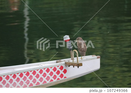 a bird on a boat at hong kong 107249366