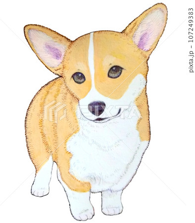 佇むコーギーの子犬 佇むコーギーの子犬 107249383