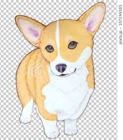 Corgi puppy standing Corgi puppy standing 107249383