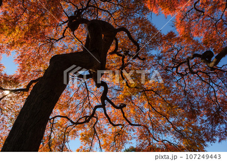 枝が印象的なタムケヤマモミジ(手向山紅葉)の紅葉を見上げる 枝が印象的なタムケヤマモミジ(手向山紅葉)の紅葉を見上げる 107249443