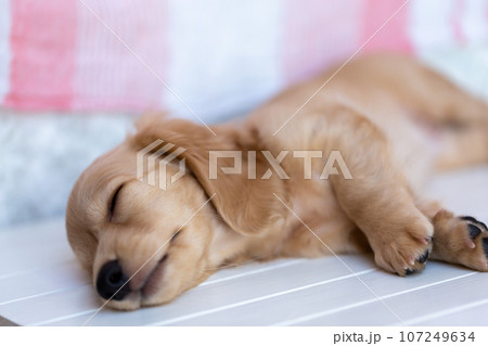 仔犬 カニンヘンダックスフンド 仔犬 カニンヘンダックスフンド 107249634