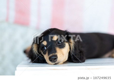 仔犬 カニンヘンダックスフンド 仔犬 カニンヘンダックスフンド 107249635