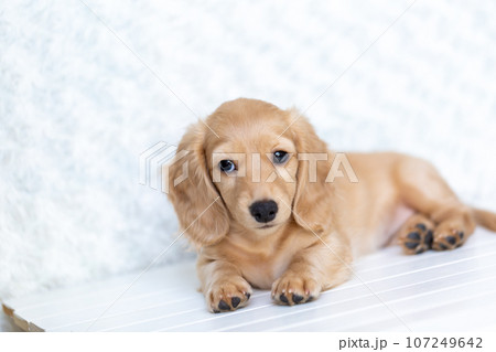 仔犬　カニンヘンダックスフンド 107249642