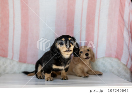 仔犬 カニンヘンダックスフンド 仔犬 カニンヘンダックスフンド 107249645