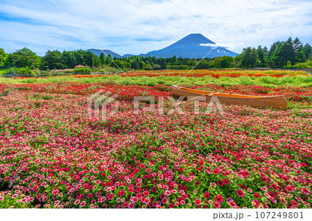 富士山とカラフルな花畑　虹の花まつり　本栖湖リゾート 107249801