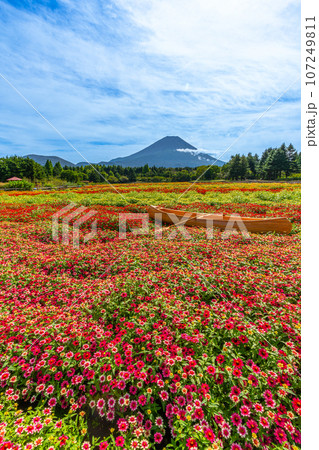 富士山とカラフルな花畑　虹の花まつり　本栖湖リゾート 107249811