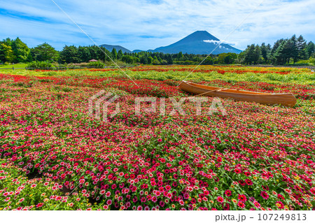 富士山とカラフルな花畑　虹の花まつり　本栖湖リゾート 107249813