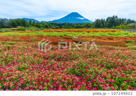 富士山とカラフルな花畑　虹の花まつり　本栖湖リゾート 107249822