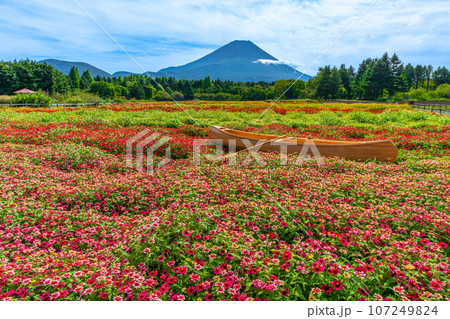 富士山とカラフルな花畑　虹の花まつり　本栖湖リゾート 107249824