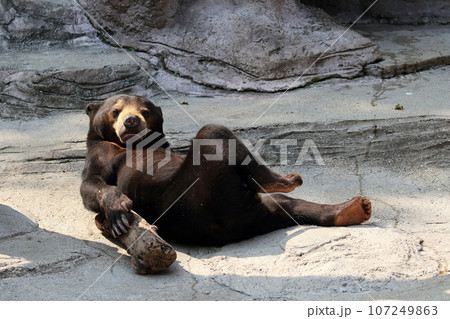 寝てポーズを決めるマレーグマ 107249863