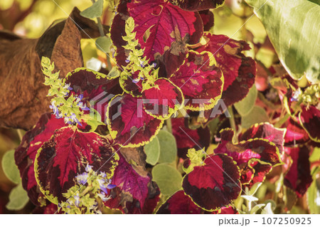 Painted nettle coleus plant with dark red leaves and flowers close up view Painted nettle coleus plant with dark red leaves and flowers close up view 107250925