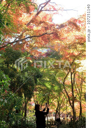 瑞宝寺公園紅葉をスマホで撮影する女子 瑞宝寺公園紅葉をスマホで撮影する女子 107251140