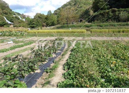 ふれあい農園　紀泉わいわい村　自然学校　大阪府 107251837