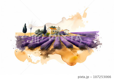 Illustration of beautiful blooming lavender fields in Provence, France Illustration of beautiful blooming lavender fields in Provence, France 107253066