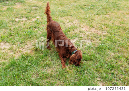 Irish red setter on green grass background, outdoors. Domestic animals concept 107253421