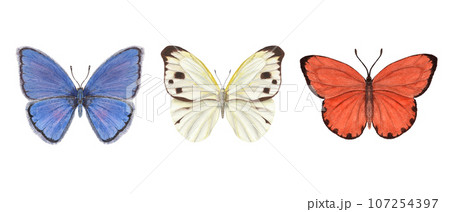 Set of watercolor different butterflies. Copper, scarce copper, pieridae. Blue, orange, white butterflies. Watercolor illustration for print, textile, wedding invitation. Set of watercolor different butterflies. Copper, scarce copper, pieridae. Blue, orange, white butterflies. Watercolor illustration for print, textile, wedding invitation. 107254397