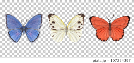 Set of watercolor different butterflies. Copper, scarce copper, pieridae. Blue, orange, white butterflies. Watercolor illustration for print, textile, wedding invitation. Set of watercolor different butterflies. Copper, scarce copper, pieridae. Blue, orange, white butterflies. Watercolor illustration for print, textile, wedding invitation. 107254397