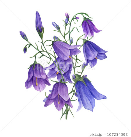 Bouquet of delicate blue lilac bells. Wild campanula flowers, harebells. Watercolor illustration of meadow plants. For wedding invitation, birthday cards, poster, textile design, prints Bouquet of delicate blue lilac bells. Wild campanula flowers, harebells. Watercolor illustration of meadow plants. For wedding invitation, birthday cards, poster, textile design, prints 107254398