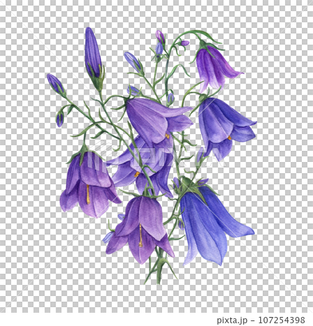 Bouquet of delicate blue lilac bells. Wild campanula flowers, harebells. Watercolor illustration of meadow plants. For wedding invitation, birthday cards, poster, textile design, prints Bouquet of delicate blue lilac bells. Wild campanula flowers, harebells. Watercolor illustration of meadow plants. For wedding invitation, birthday cards, poster, textile design, prints 107254398