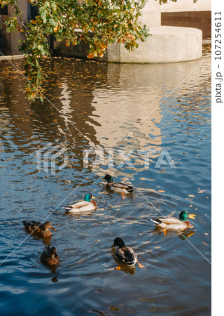 Ducks on the lake in the park. Park in the fall. Autumn trees. Wild ducks are reflected in the lake. Multi-colored bird feathers. A pond with wild ducks and drakes. A duck lake full of beautiful ducks 107254611