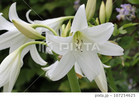 White powell hybrid swamp lily flower in close up White powell hybrid swamp lily flower in close up 107254625