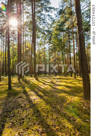 Pine forest landscape in Ukraine. 107254863