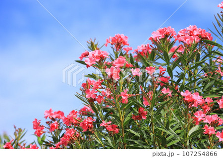 ピンク色の夾竹桃（キョウチクトウ）の花 107254866