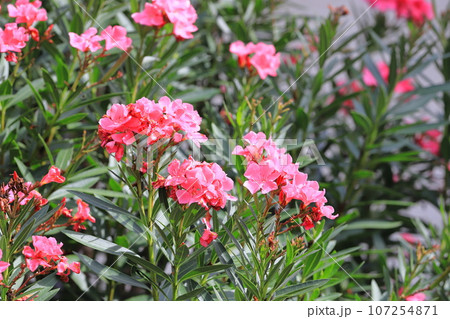 ピンク色の夾竹桃（キョウチクトウ）の花 107254871