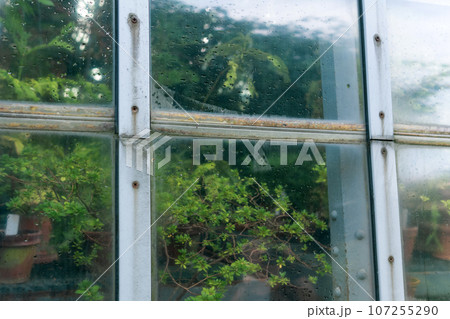 section of a glass wall of a tropical flower greenhouse with an open window, outside view 107255290