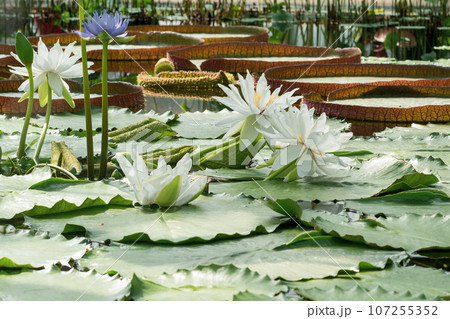 different species of water lilies bloom in the greenhouse of the botanical garden 107255352
