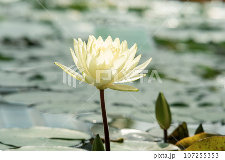 beautiful lotus flower in sunlight in natural habitat beautiful lotus flower in sunlight in natural habitat 107255353