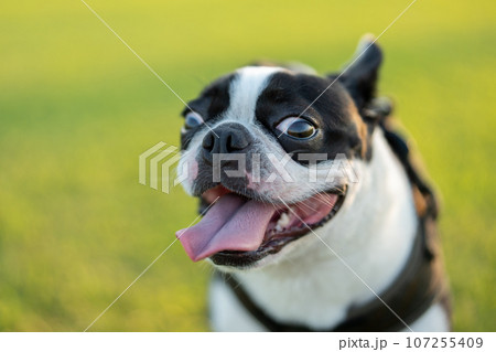 ボストンテリア 107255409