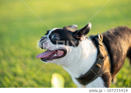 ボストンテリア 107255419