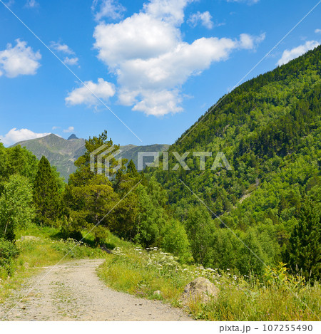 Rocky path in the mountains covered with forest 107255490