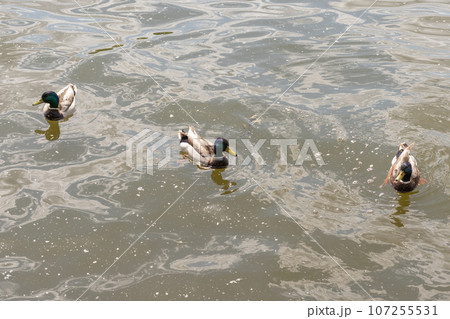 Ducks in the murky water of the lake Ducks in the murky water of the lake 107255531