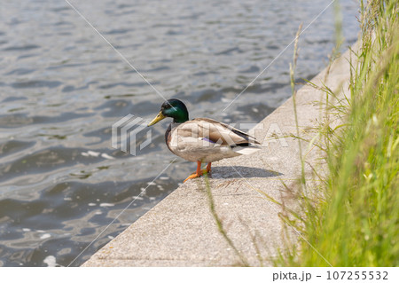 Green and gray duck on the concrete embankment Green and gray duck on the concrete embankment 107255532