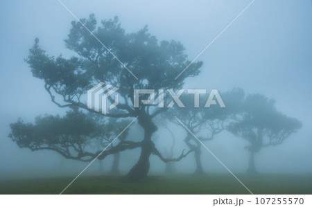 Fanal forest , old mystical tree in Madeira island, Unesco Fanal forest , old mystical tree in Madeira island, Unesco 107255570