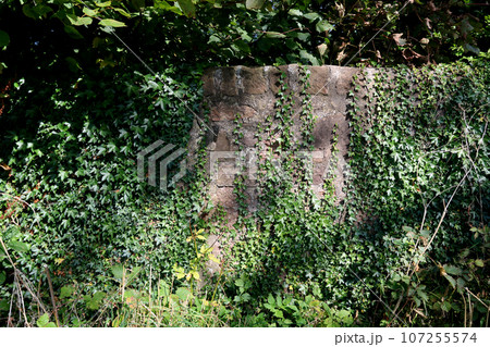 Ivy Covered Old Stone Wall in Dappled Sunlight in a Rural Location Ivy Covered Old Stone Wall in Dappled Sunlight in a Rural Location 107255574