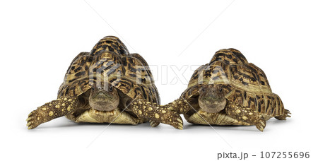 Leopard Tortoise on white background 107255696