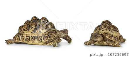 Leopard Tortoise on white background 107255697