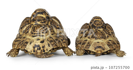 Leopard Tortoise on white background Leopard Tortoise on white background 107255700
